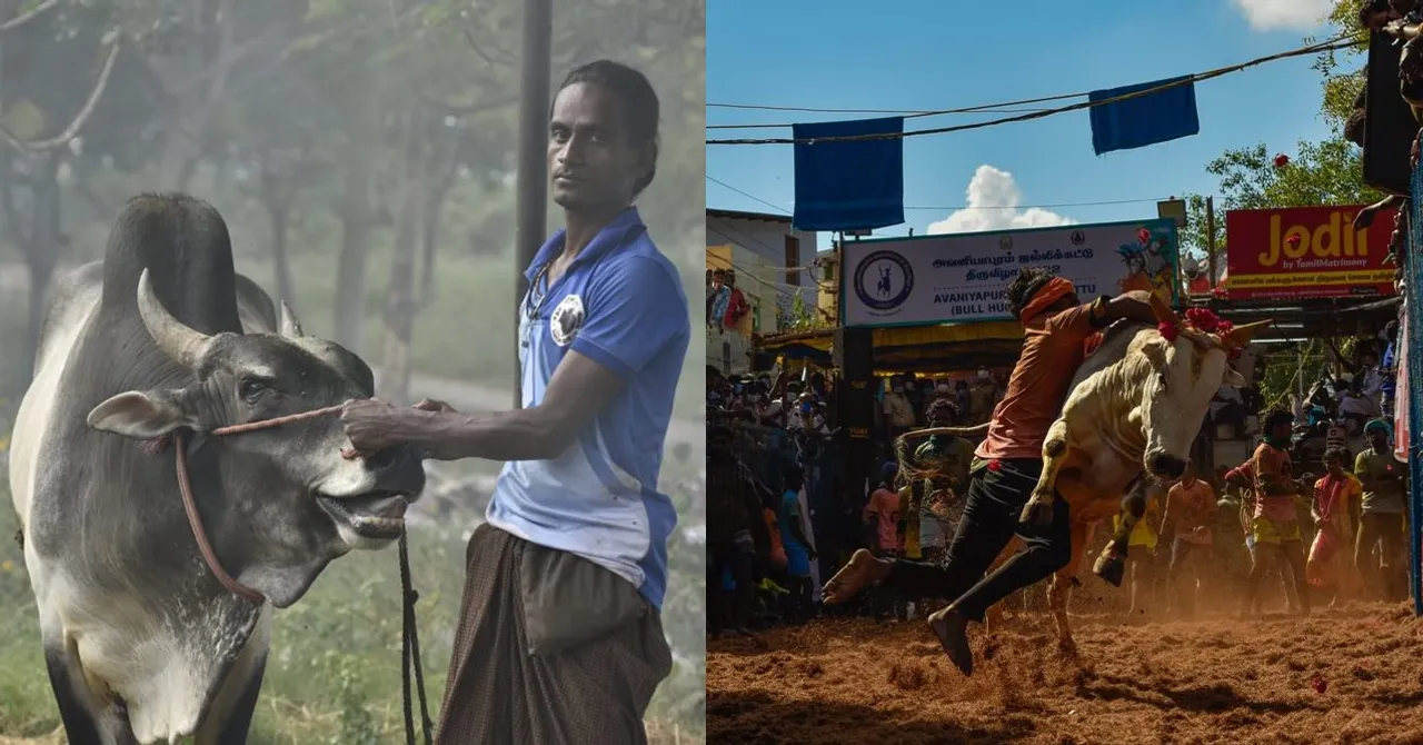 Alanganallur Jallikattu, Transwoman Sindhamani, Bull Raiser, Bull Owner, Madurai, Pongal 2022