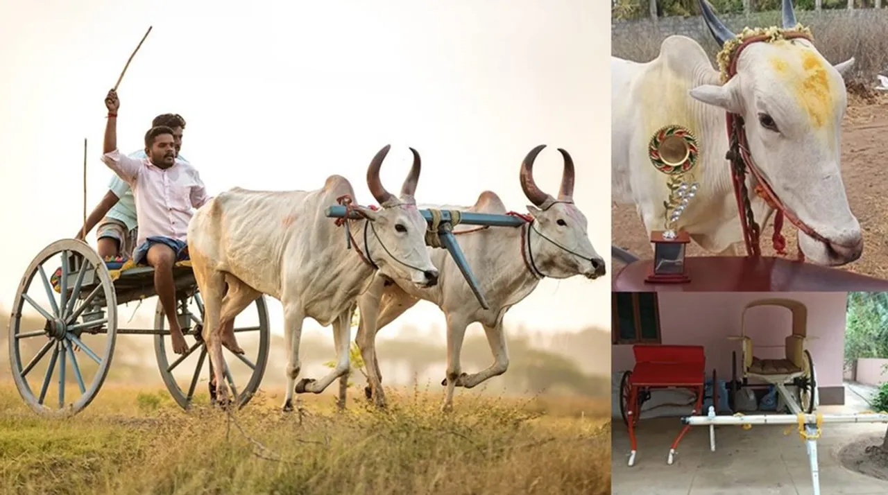 Rekla Race, Rekla race in coimbatore, Rekla pandhayam, ரேக்ளா பந்தயம், ரேக்ளா ரேஸ்