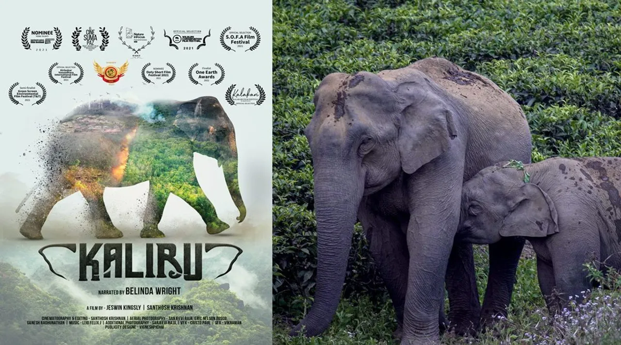 Kaliru, documentary, short film, tamil nadu, elephants of tamil nadu, Short film on human-animal interactions in Tamil Nadu receives international awards , Kaliru wildlife documentary, movie makers Santhosh Krishnan, Jeswin Kinglsy