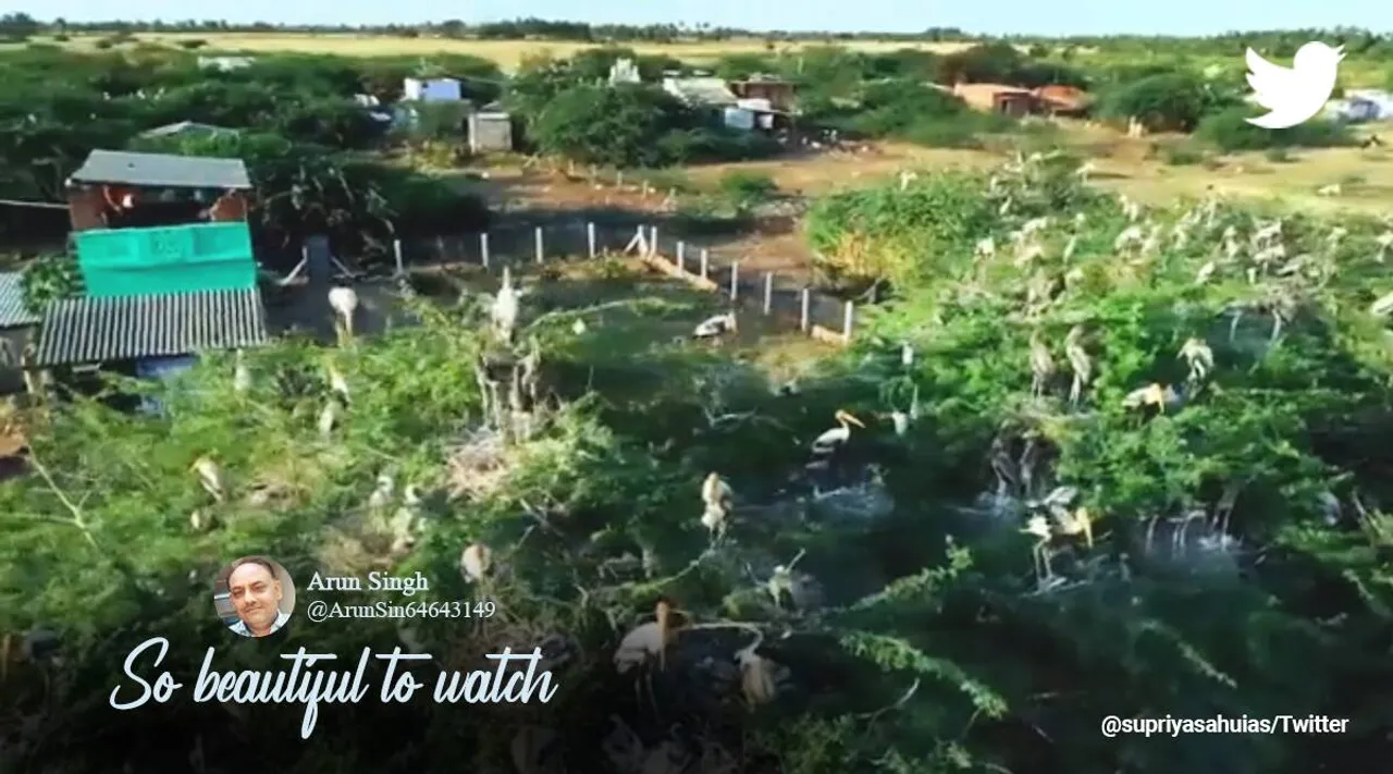 தமிழகத்தை நோக்கி படையெடுக்கும் வலசை பறவைகள்; வைரலாகும் சங்குவளை நாரை வைரல் வீடியோ
