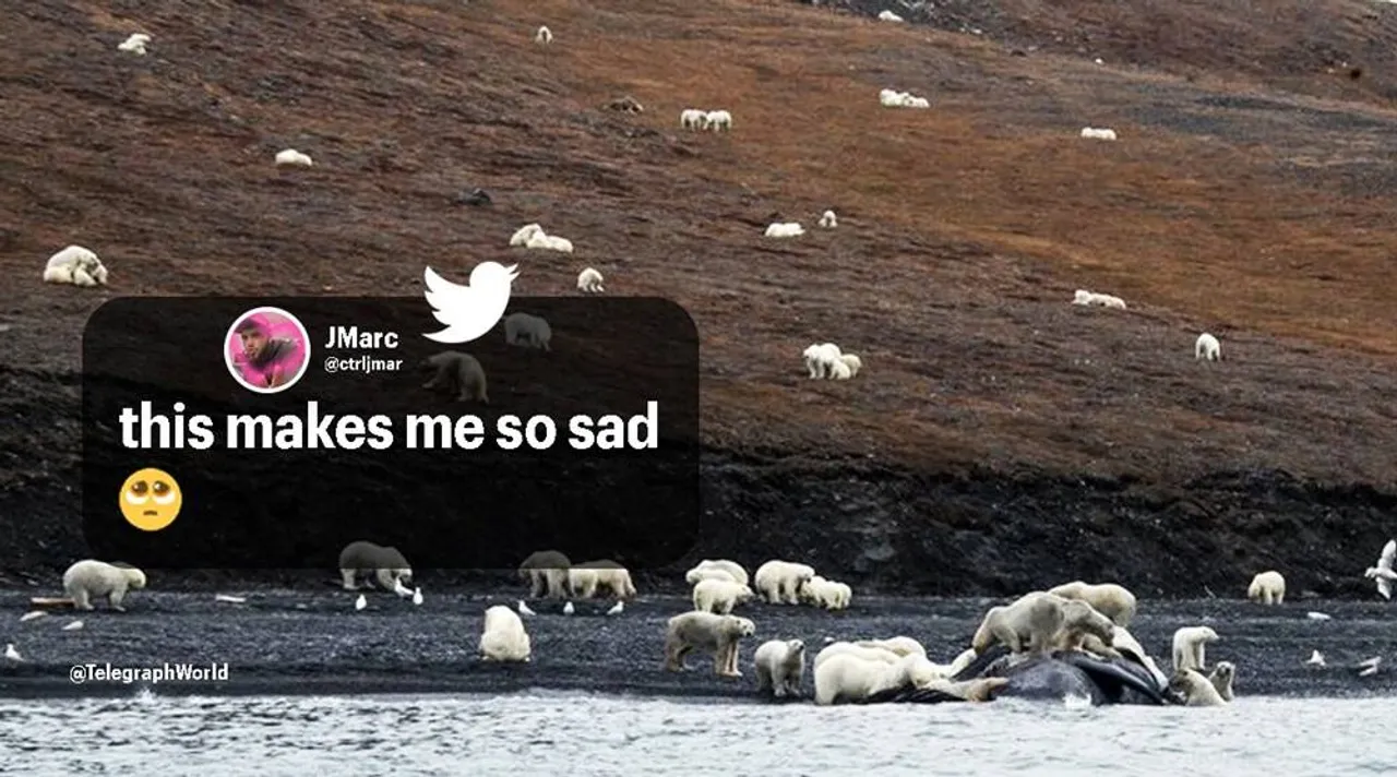 Climate change forces polar bears to migrate to Russia