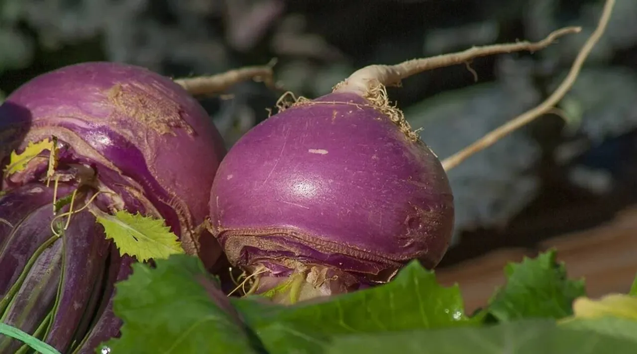 Turnip health benefits