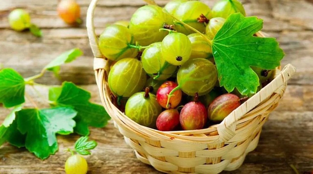 நெல்லிக்காய் ஜூஸ் தினமும் இப்படி சாப்பிடுங்க... சுகர் போயே போச்சு!