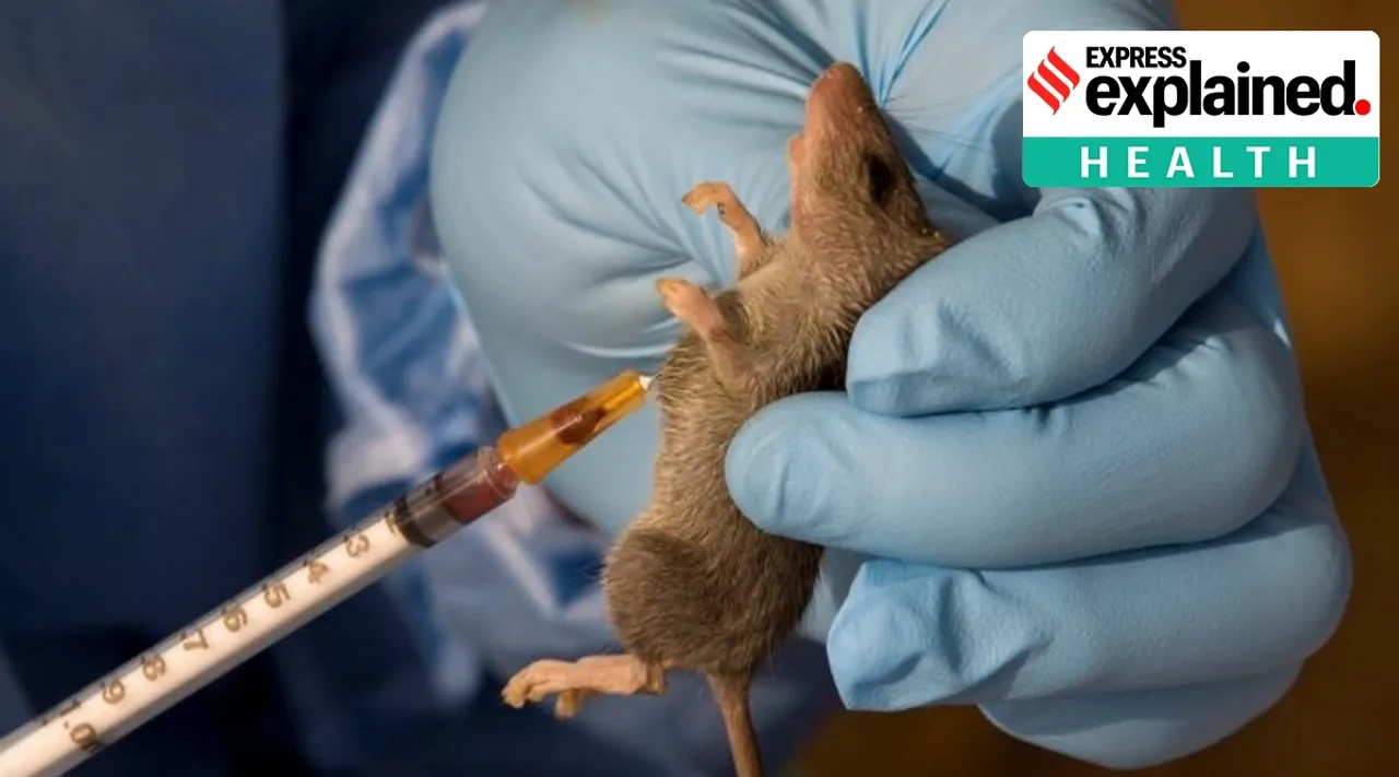 lassa fever in nigeria