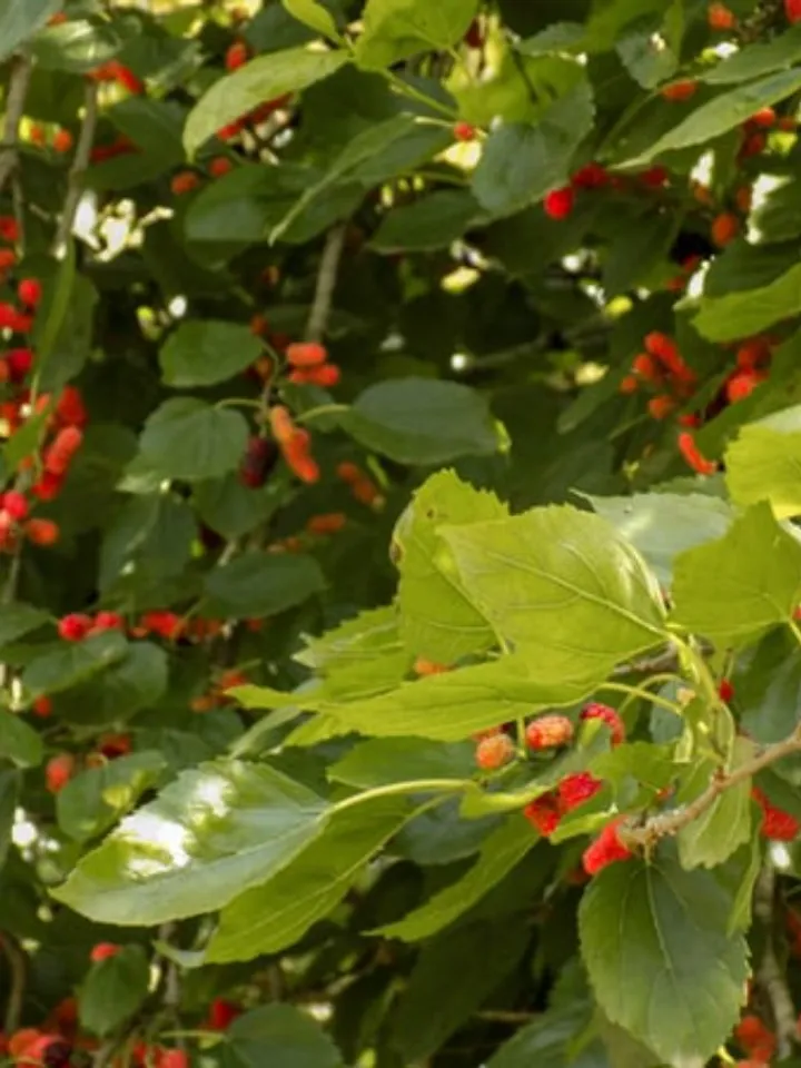 mulberry leaf 4 - unsplash (1)