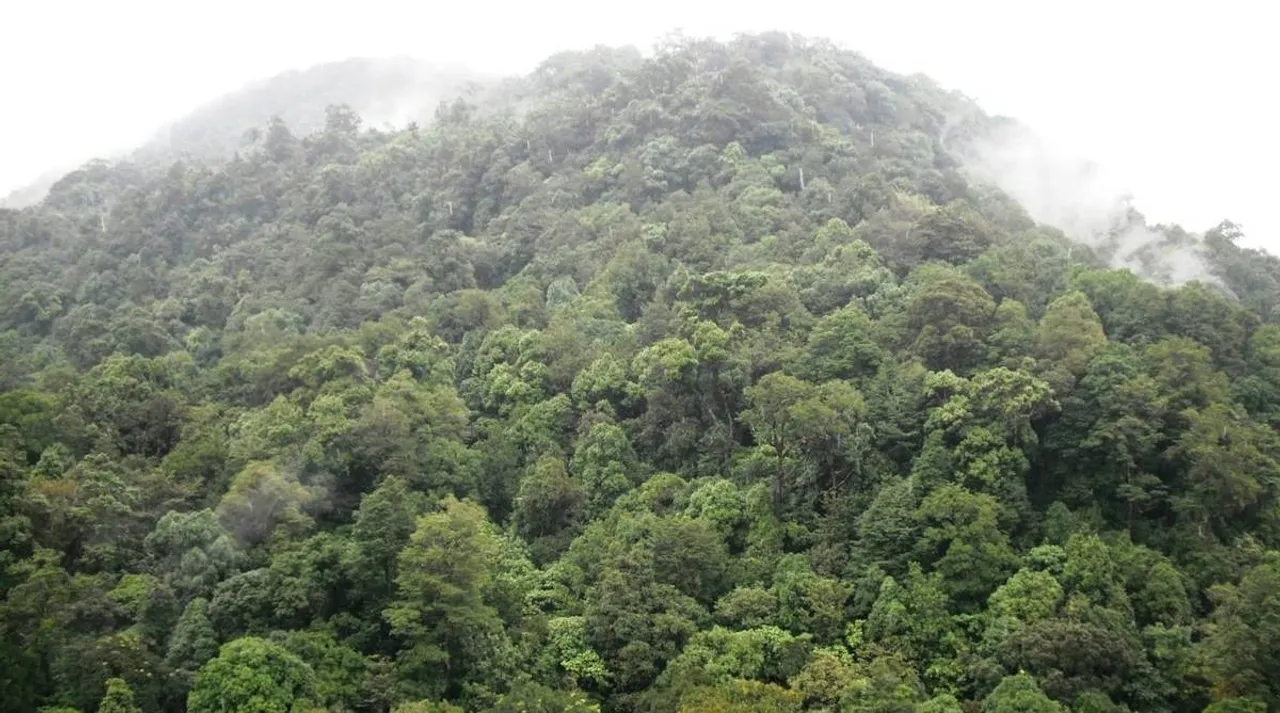 state government trying to ease the restrictions in private forests