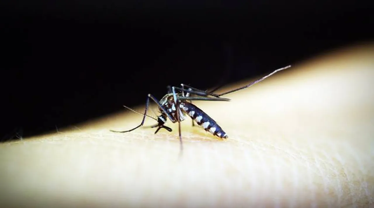 mosquito