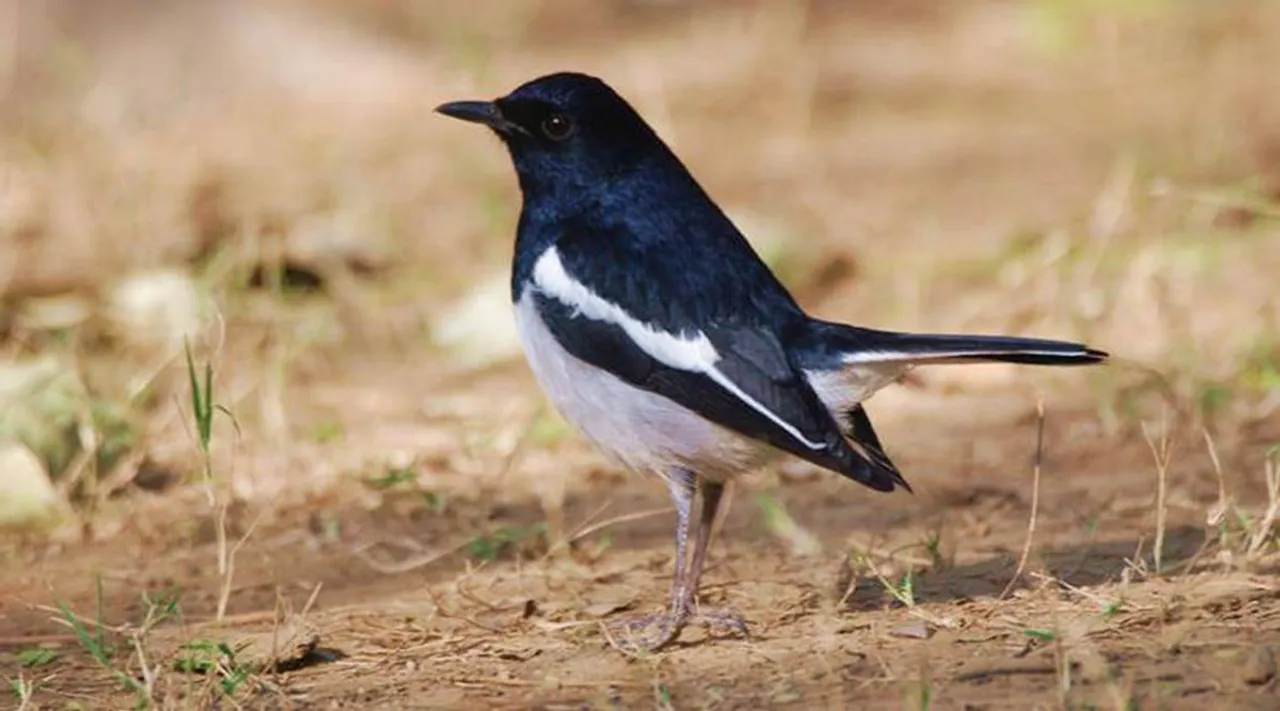 Many bird species nesting and laying eggs nearly a month early