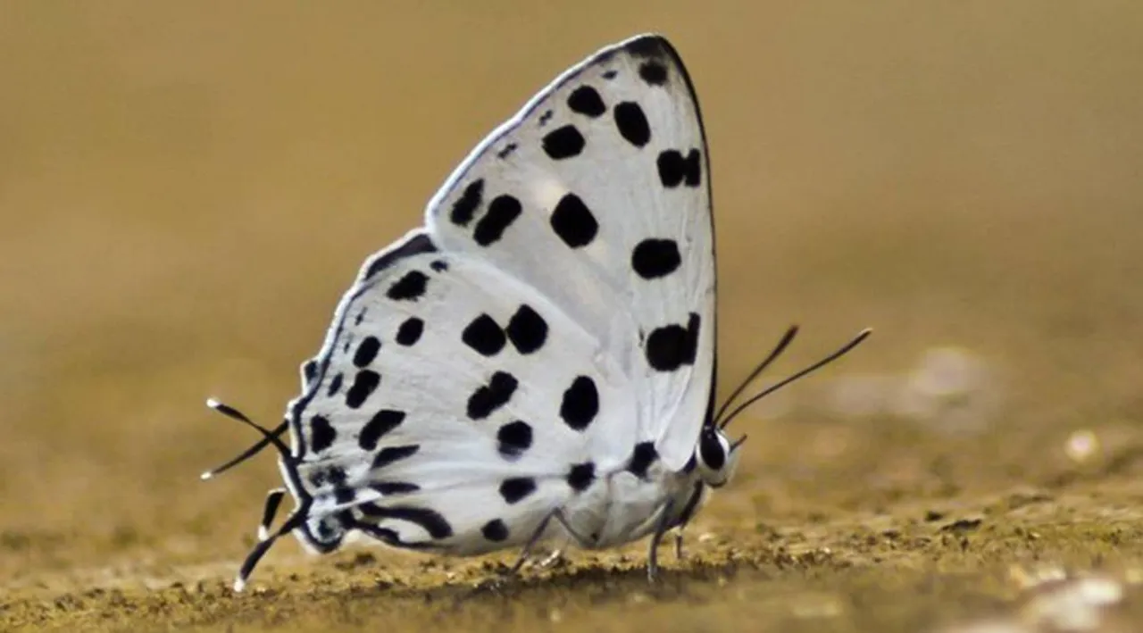 rare butterfly spotted in the Kotagiri slopes, spotted royal, royal spotted, spotted royal, Tajuria Maculata