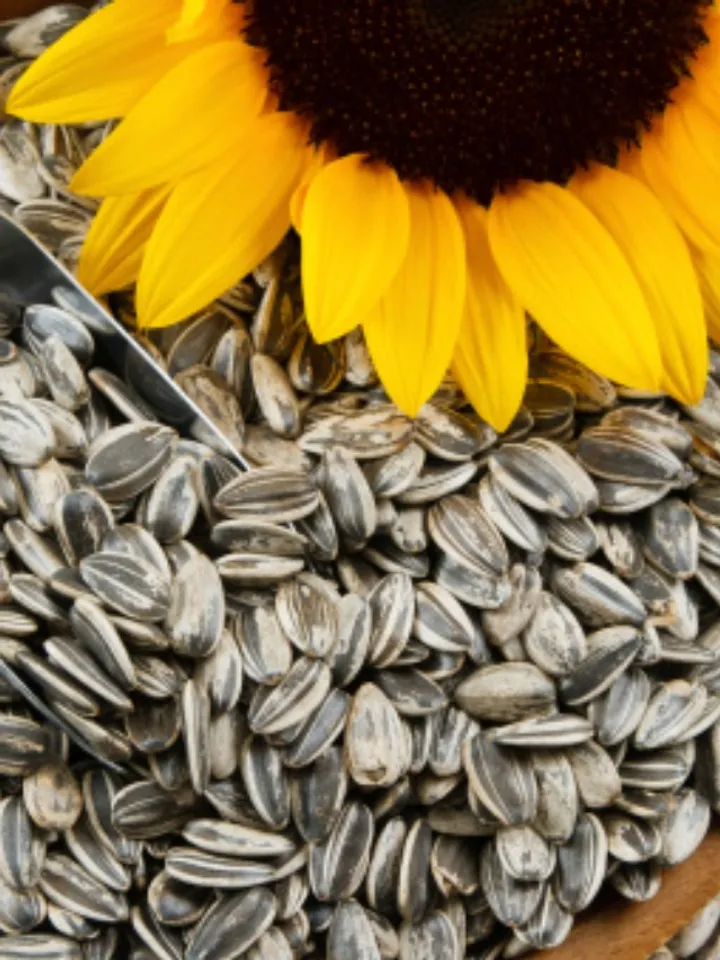 sunflower seeds 2 - unsplash (1)