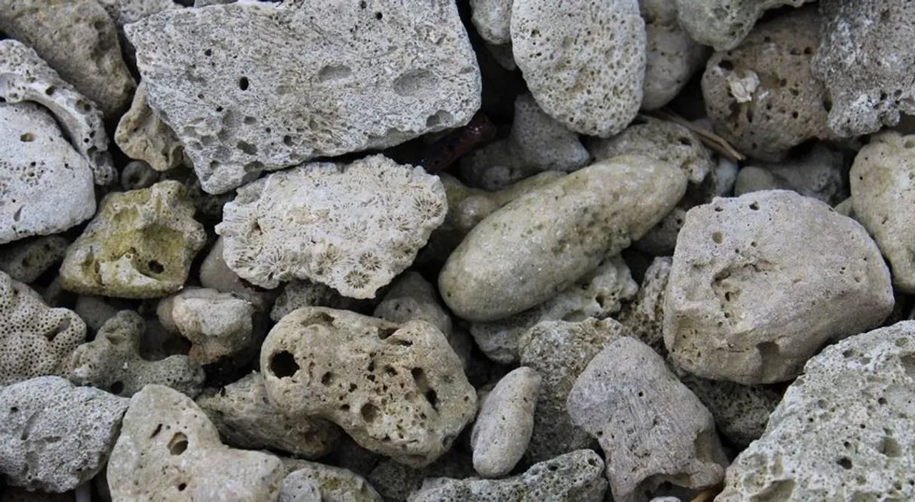 Online sales on dead coral rocks