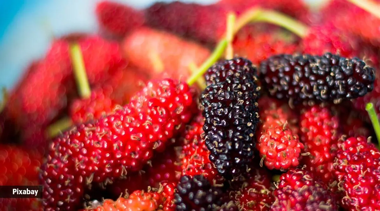 Mulberry