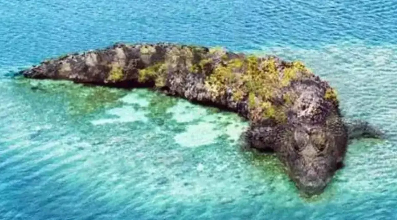 Optical Illusion, what you see crocodile or Island, நீங்கள் பார்ப்பது முதலையா? தீவா, இந்த படம் உங்க ஆளுமை பற்றி என்ன சொல்லுது பாருங்க, ஆப்டிகல் இல்யூஷன், Optical illusion image, what you see crocodile or Island or both, viral, viral photo