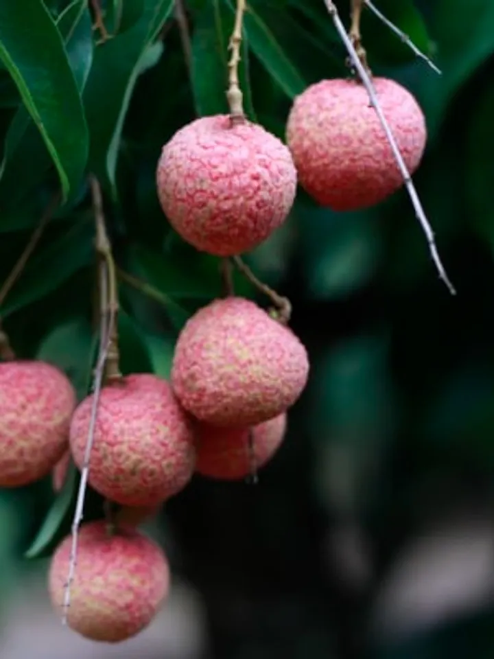 lychee 3 - unsplash (1)