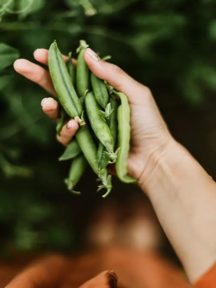 peas 3 - unsplash (1)