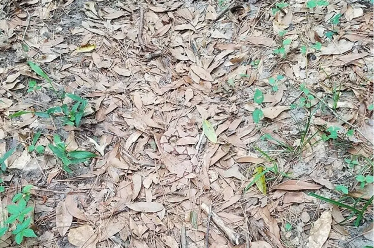 Viral Optical illusion