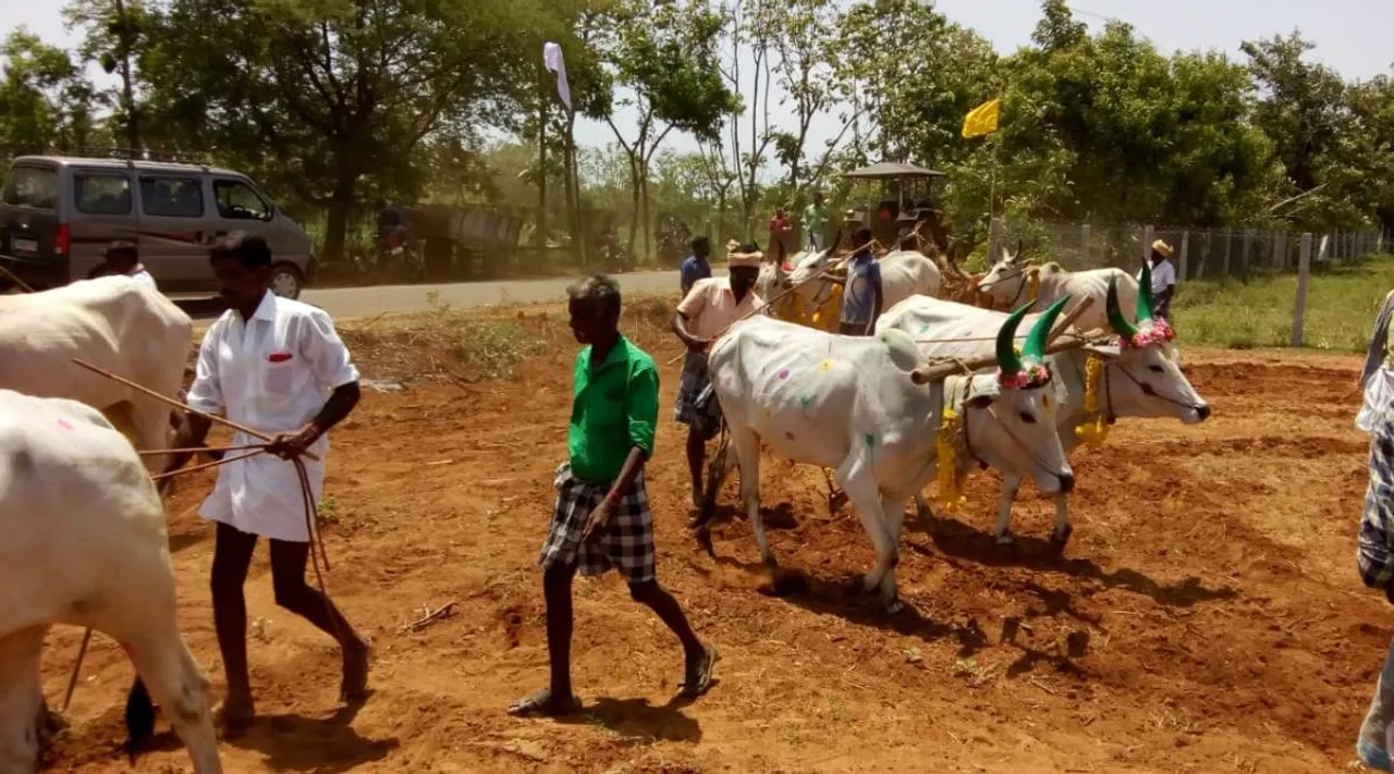 thanjavur, delta farmers, kuruvai sagupadi, cauvery delta cultivation
