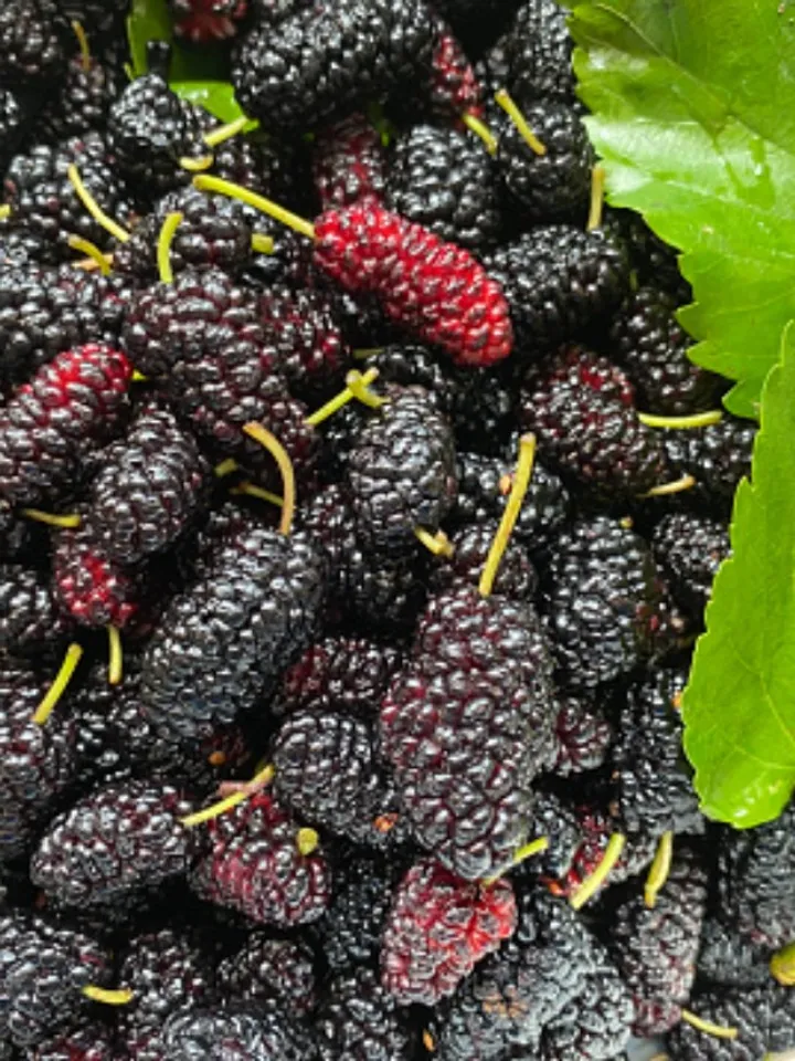 mulberry 2 - unsplash (1)