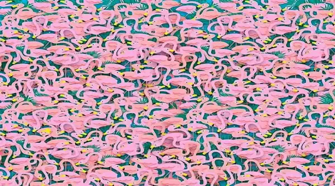 Optical Illusion, Optical Illusion Pictures, Optical Illusion Viral Picture, Optical Illusion Animal Picture, Optical Illusion Viral Photos, ஆப்டிகல் இல்யூஷன், பறவைகளுக்கு இடையே மறைந்திருக்கும் டான்சரைக் கண்டுபிடிங்க, உங்க கூர்மையான பார்வைக்கு சவால், Can you find the hidden dancer in this image, Optical Illusion Latest, about optical illusion,Optical Illusion photos, Optical Illusion pictures, Optical Illusion images