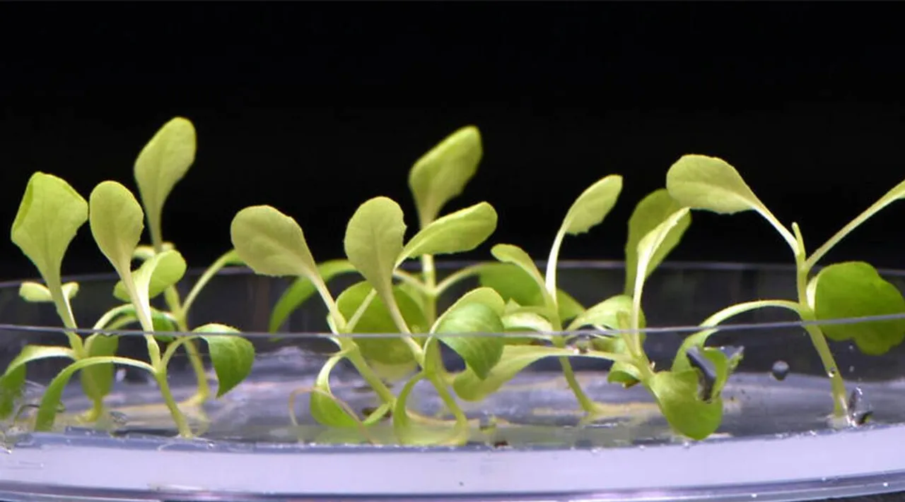 artificial photosynthesis