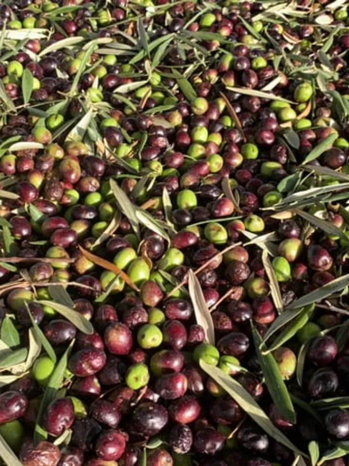Olives 2 - unsplash (1)