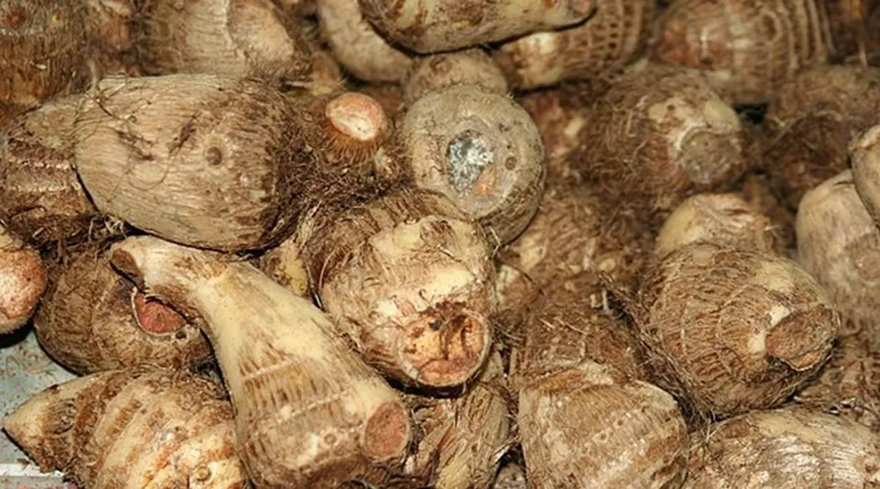 Taro_root