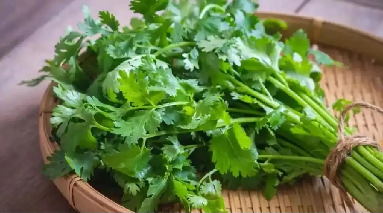 கொத்தமல்லியை  தண்டிலிருந்து எடுப்பது இவ்ளோ ஈசியா? வைரல் இன்ஸ்டாகிராம் வீடியோ!