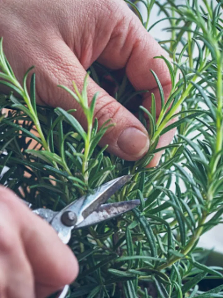 rosemary 1 - unsplash (1)