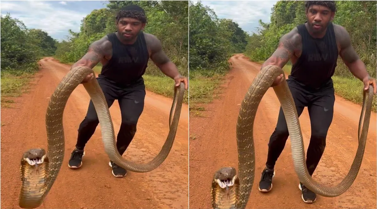 king cobra, king cobra viral video, ராஜநாகம், ராஜநாகம் வைரல் வீடியோ