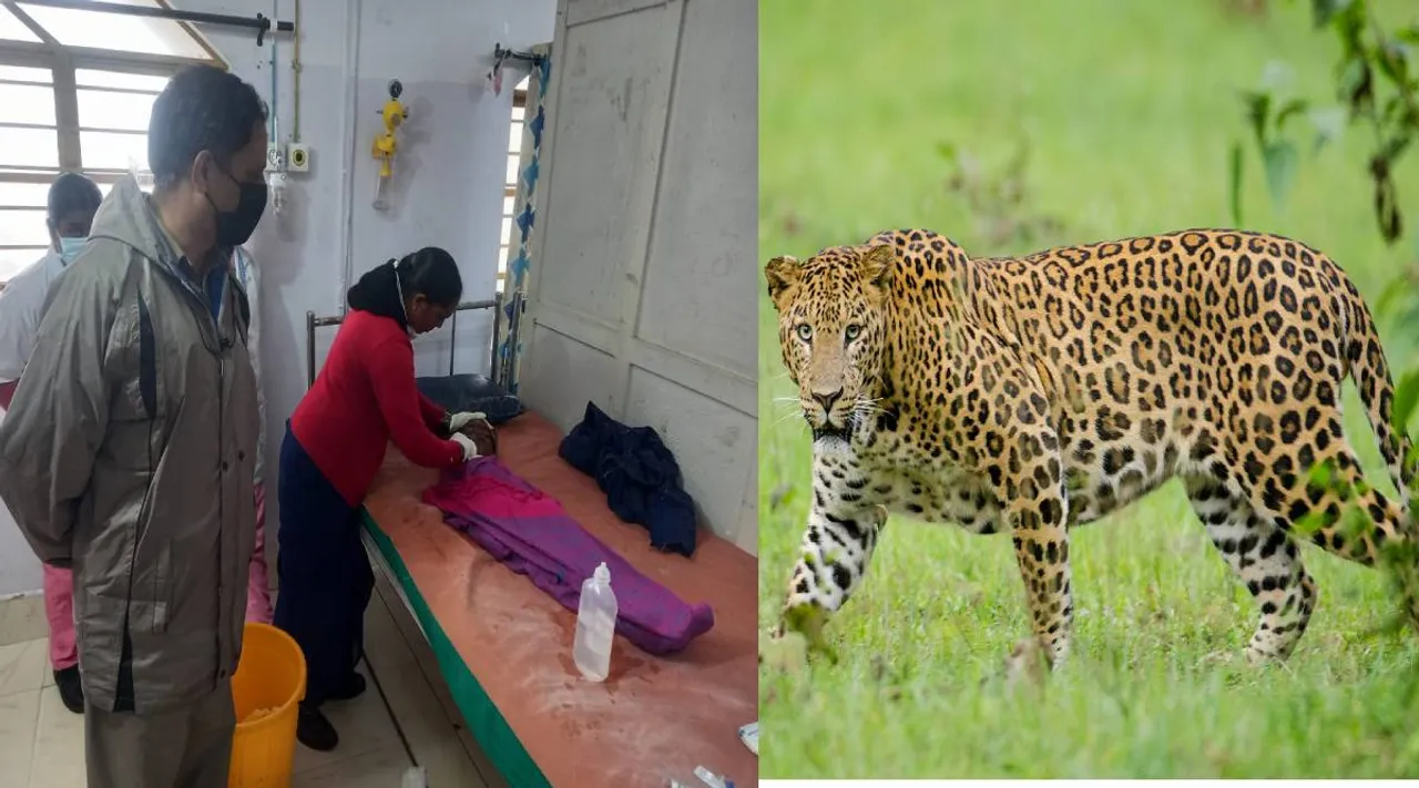 சிறுத்தை தாக்கியதில் 4 வயது சிறுமி பரிதாப பலி