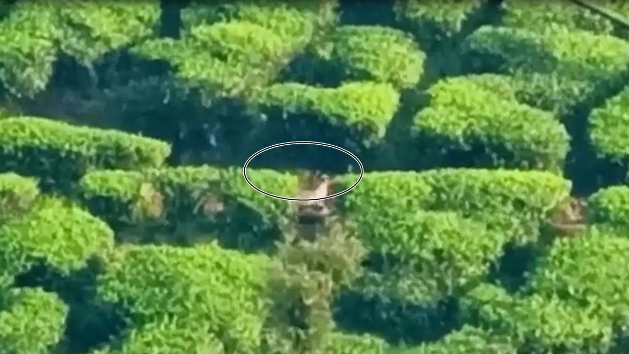 Tigers and bears roam the Valparai Gardens