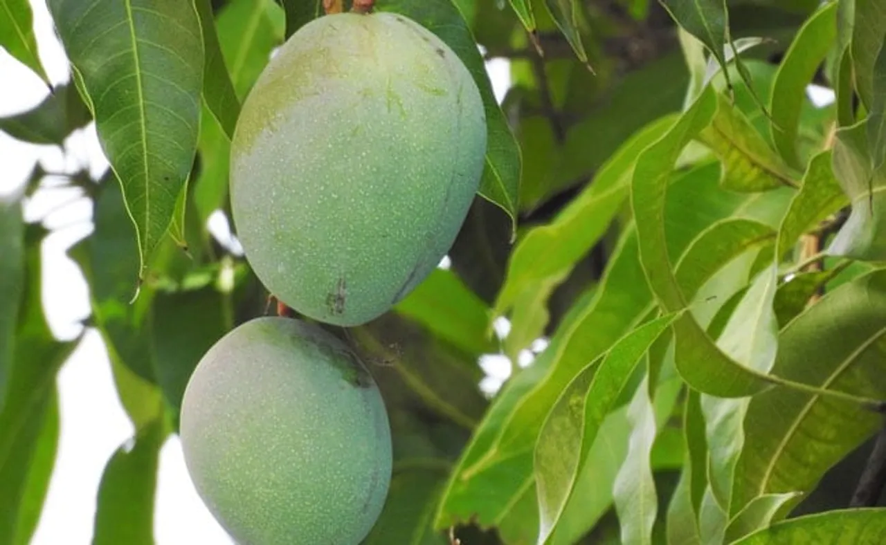 10- 15 மாவிலை கொதிக்க வைத்து... சுகர் பிரச்னைக்கு செலவே இல்லாத ஈஸி தீர்வு!