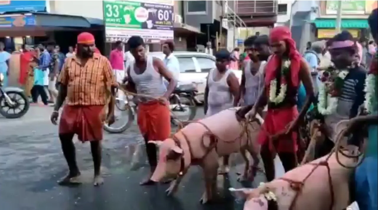 Coimbatore: flower garland pigs, strange festival