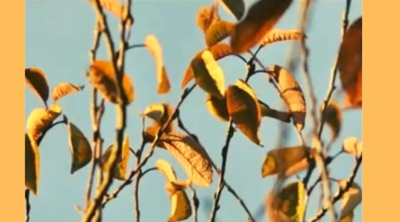 Optical Illusion: Can you spot Hidden Bird In 7 Seconds in this image | Indian Express Tamil