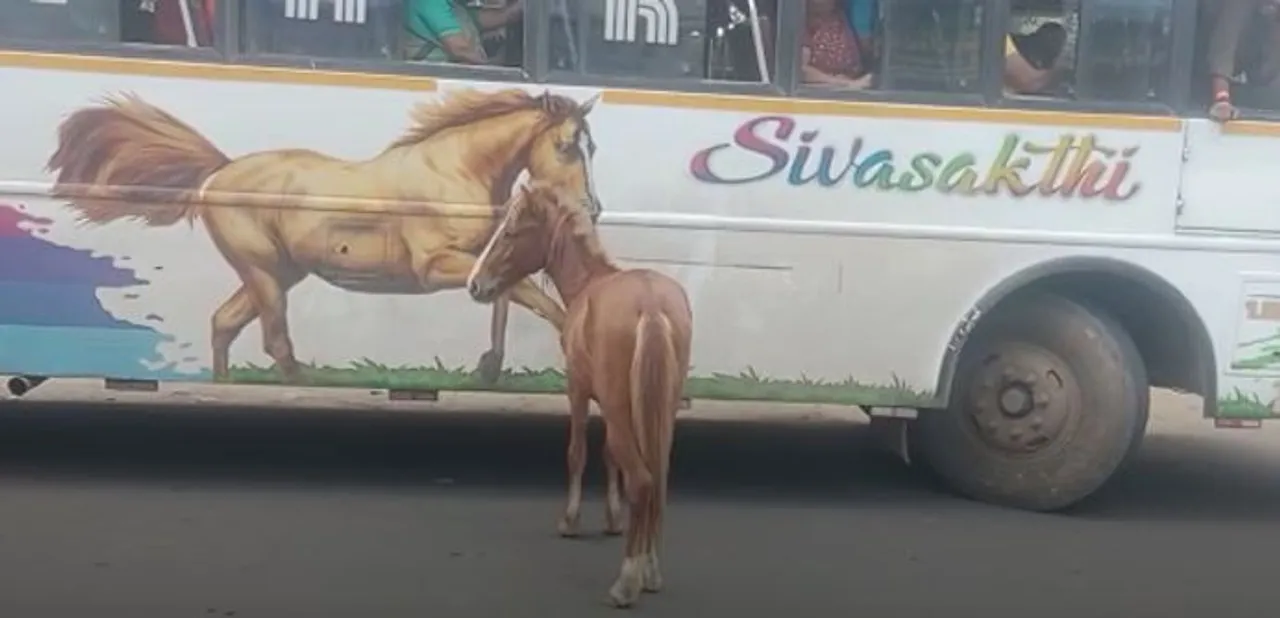 பாசம் விட்டுப் போகுமா? தன்னையே பார்த்தது போல் பஸ் உடன் ஓடிய குதிரை