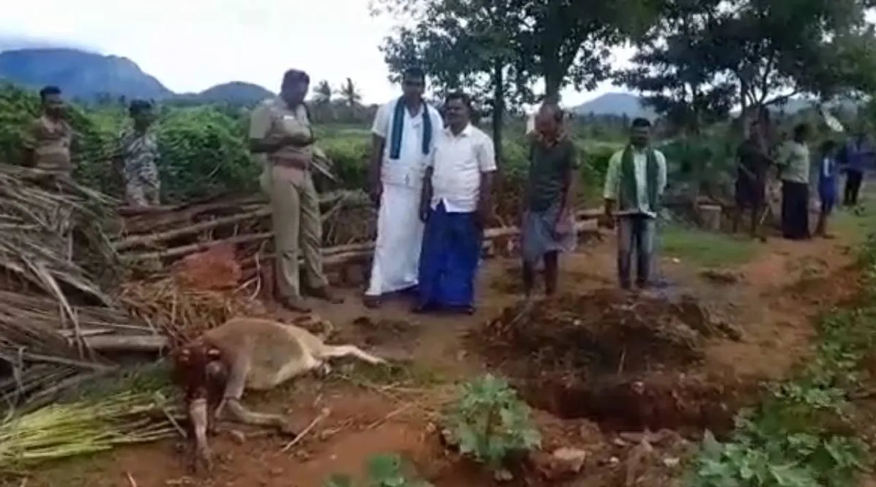 மேட்டுப்பாளையம்: கன்றுக் குட்டியை வேட்டையாடிய சிறுத்தை; அதிகாரிகள் உஷார் ஆவார்களா?