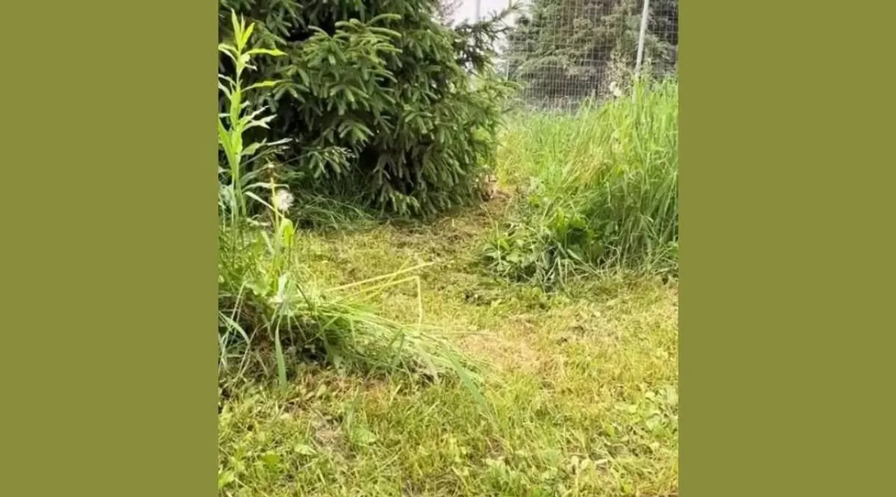 Optical Illusion, Optical Illusion Pictures, Optical Illusion Viral Picture, Optical Illusion Animal Picture, Optical Illusion Viral Photos, Optical Illusion Latest, about optical illusion,Optical Illusion photos, Optical Illusion pictures, Optical Illusion images