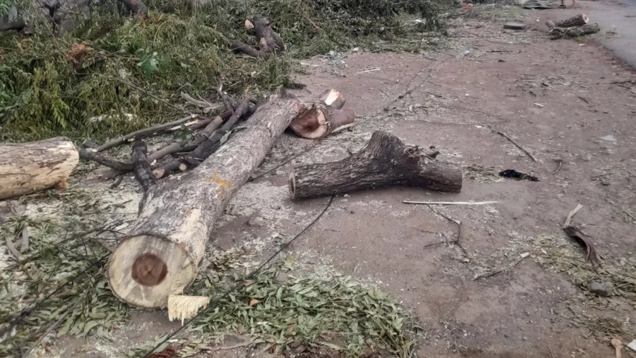 Why are you cutting down trees when you have the technology of uprooting and planting? Court notice to Trichy Collector