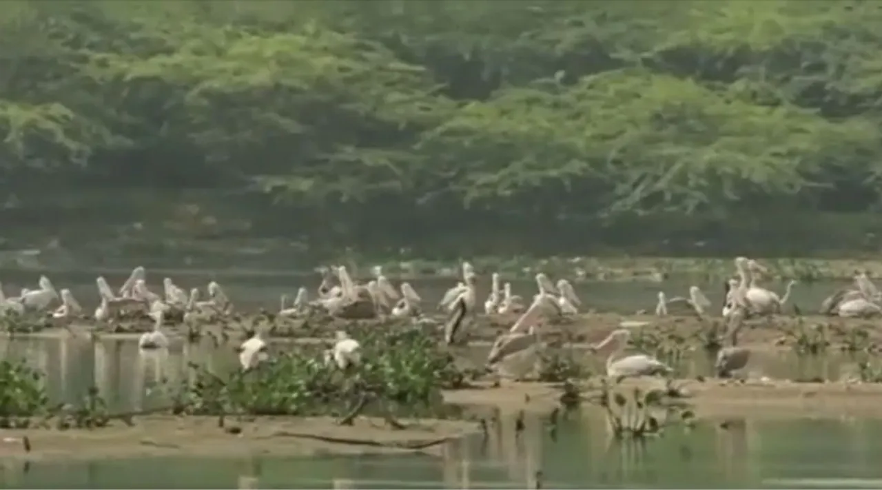நஞ்சராயன் குளத்தில் பறவைகள் சரணாலயம்: தமிழக அரசு உத்தரவு