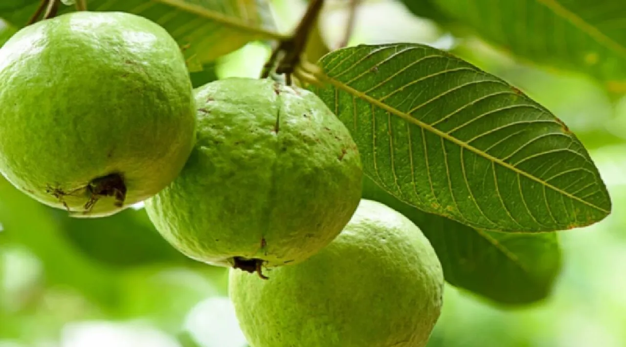 The doctor explained that guava leaves can control diabetes