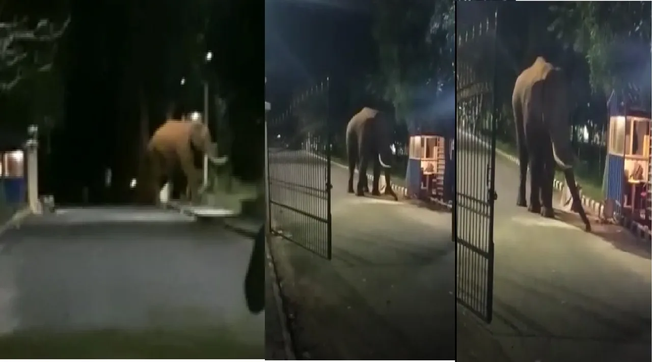 பல்கலை.யில் புகுந்த காட்டு யானை; அரிசி மாவு அள்ளி சாப்பிட்ட வீடியோ