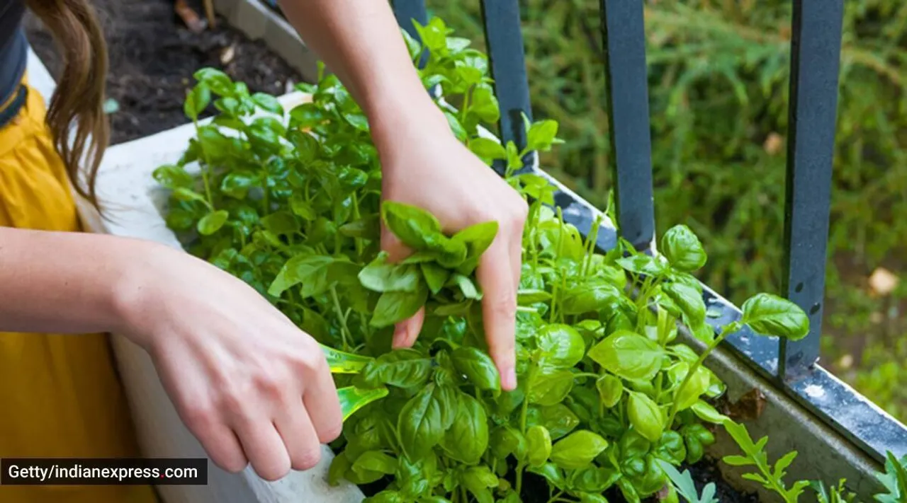 Gardening Tips