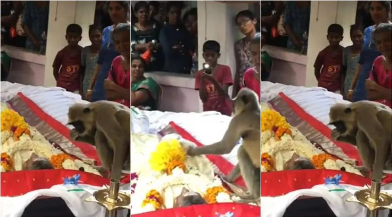தினமும் உணவு கொடுத்தவர் திடீர் மரணம்; முத்தமிட்டு அஞ்சலி செலுத்திய குரங்கு… நெகிழ்ச்சி வீடியோ