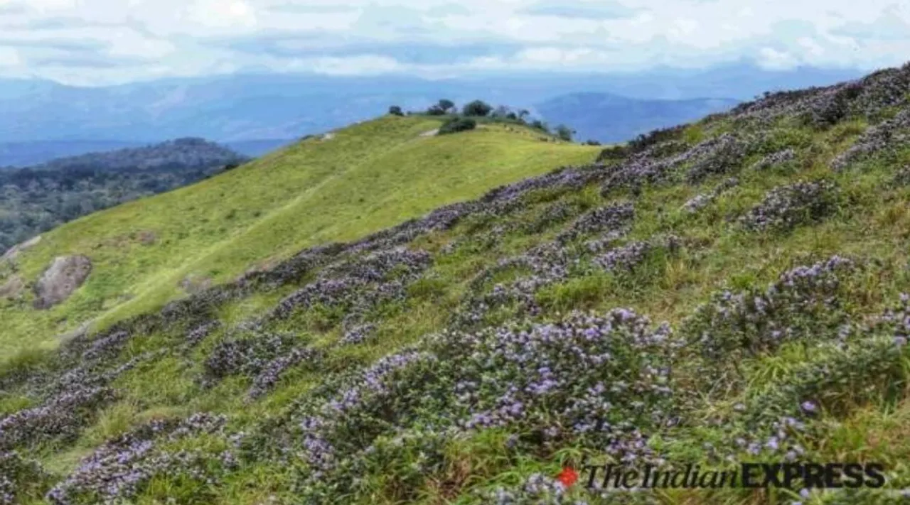 Neelakurinji, Neelakurinji blooms, Kallipara Neelakurinji, Neelakurinji flowers, rare Neelakurinji flowers, நீலக் குறிஞ்சி, நீலக் குறிஞ்சி பூக்கள், நீலக் குறிஞ்சி மலர்கள், கேரளாவில் கள்ளிபாரா மலைகளில் பூத்துக் குலுங்கும் நீலக் குறிஞ்சி, அரிய வகை நீலக் குறிஞ்சி மலர்கள், Kerala, Idukki Neelakurinji flowers, Indian Express Tamil