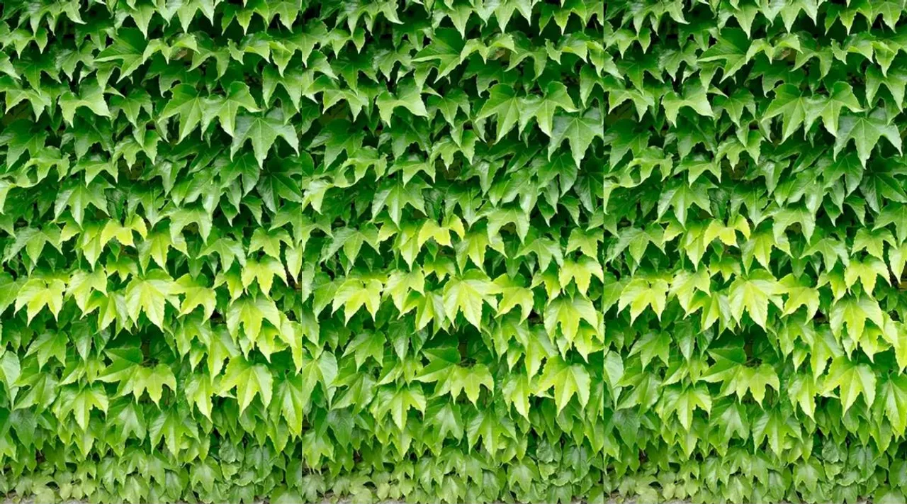 Optical Illusion, Optical Illusion Pictures, Optical Illusion Viral Picture, Optical Illusion Animal Picture, Optical Illusion Viral Photos, ஆப்டிகல் இல்யூஷன் படம், ஆப்டிகல் இல்யூஷன் சவால், ஆப்டிகல் இல்யூஷன், சிங்கம், பாம்பு, ஆப்டிகல் இல்யூஷன் படங்கள், Optical Illusion Latest, about optical illusion,Optical Illusion photos, Optical Illusion pictures, Optical Illusion images