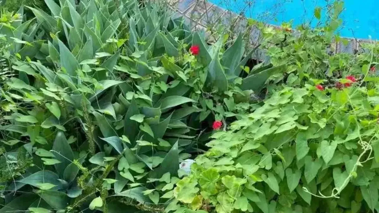 optical illusions