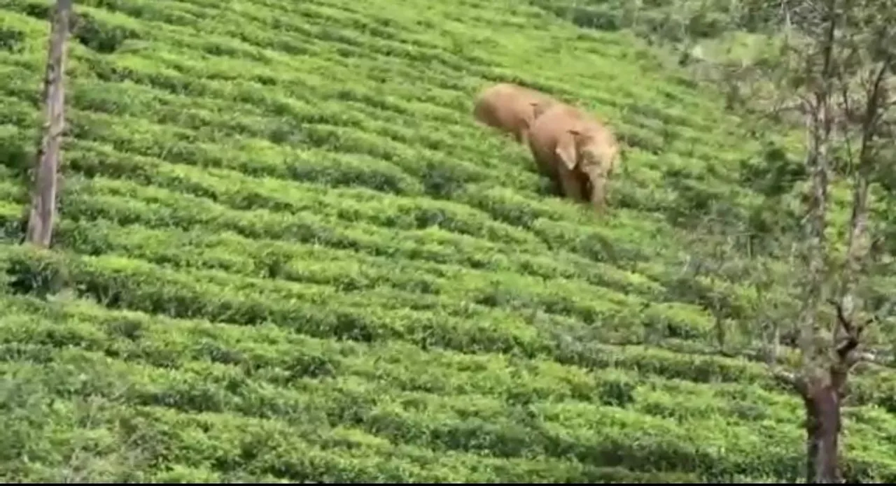valparai