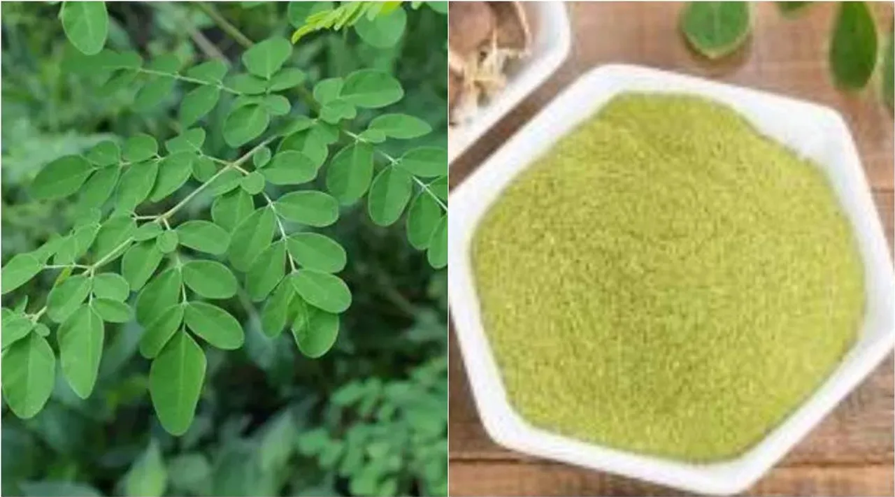 Diabetes, Moringa for diabetes, Moringa leaves for diabetes, Moringa benefits, முருங்கை இலை, முருங்கை கீரை, சர்க்கரையைக் கட்டுப்படுத்த முருங்கை இலை, Murugai leaves for, Moringa leaves benefits, Murungai leaves for Diabetes, Murungai leaves benefits