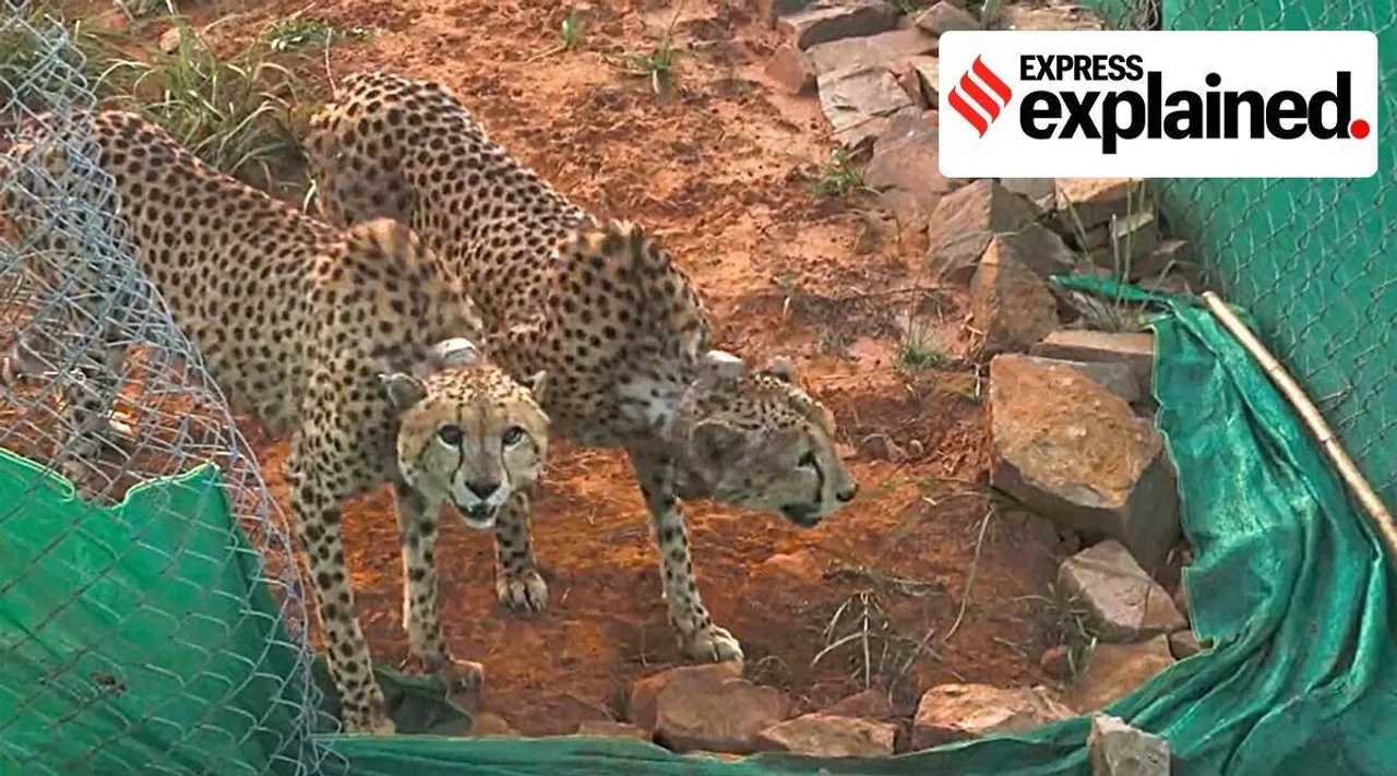 cheetahs kuno, freddie elton kill, cheetahs in india, மீண்டும் வேட்டையாடிய ஃபிரெட்டி, எல்டன்; நெருக்கமாக கண்காணிக்கப்படும் சிறுத்தை ஜோடி, குனோ, cheetahs kill, PM Modi cheetah, Tamil indian express, Cheetah news, Kuno news, express explained