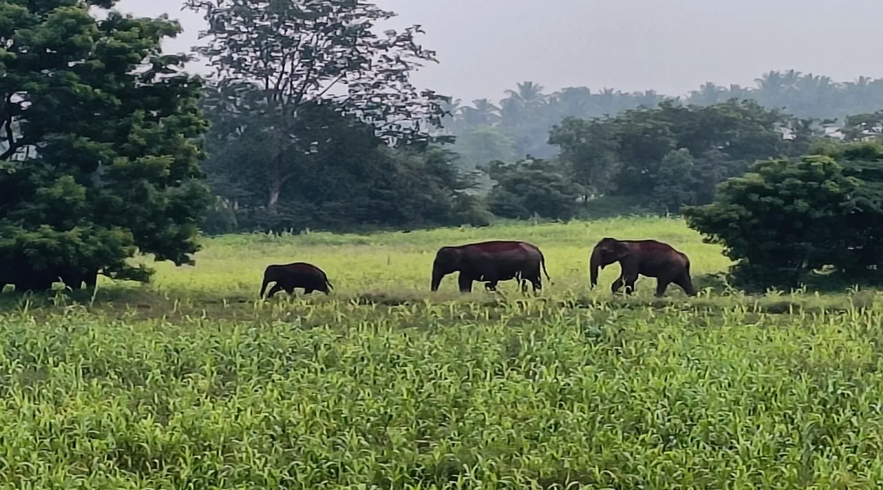 கோவை அருகே 7 காட்டு யானைகள் குடியிருப்பு பகுதிக்குள் முகாம்